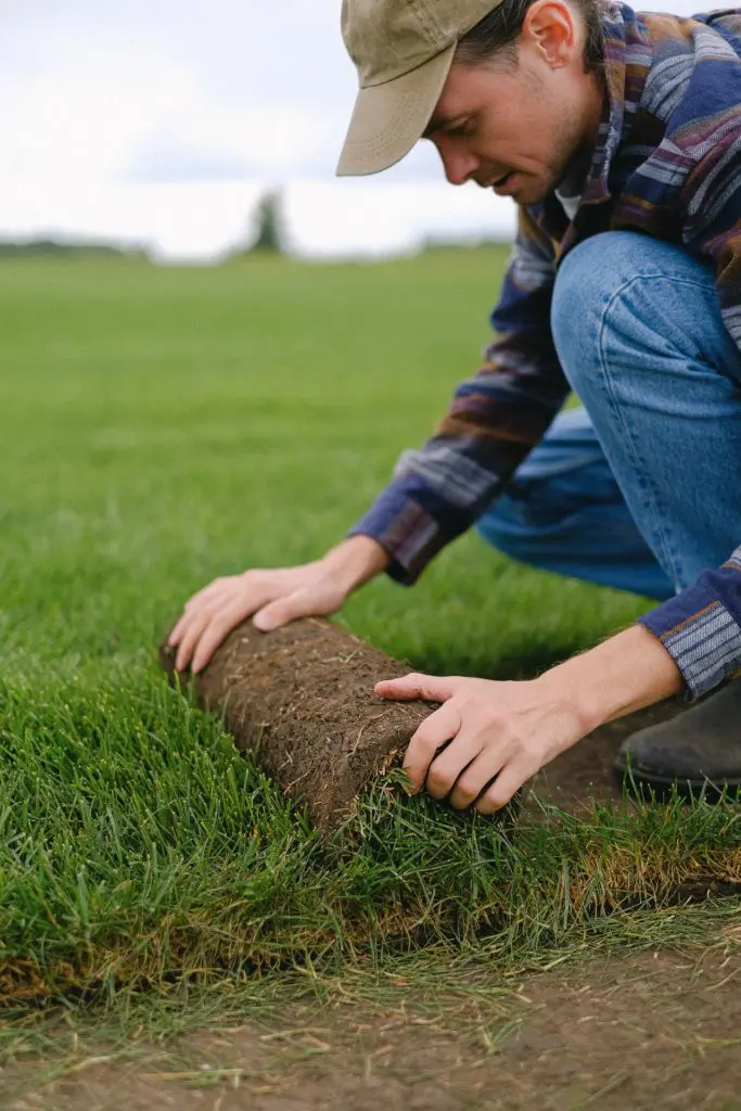 Image of a man installing a roll of sod by rolling it out on the ground. He's wearing a hat, long sleeves, and long pants to try to avoid sun exposure. 